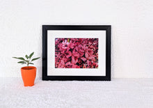 Load image into Gallery viewer, Pink Dreams
