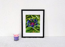Load image into Gallery viewer, Spider Monkey
